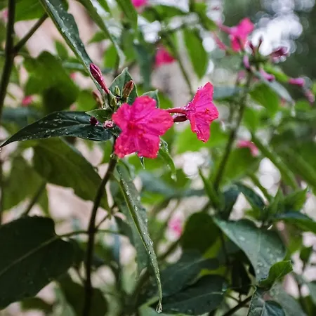 Semesterbostad Tranquil Getaway With Shared Pool In - One Bedroom