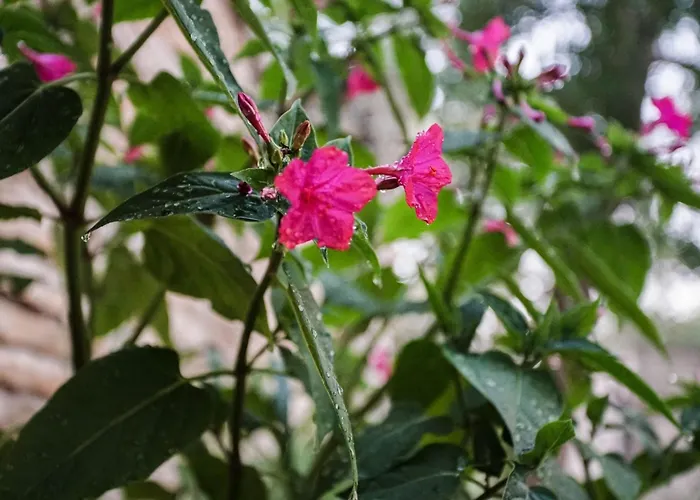 別荘 Tranquil Getaway With Shared Pool In - One Bedroom